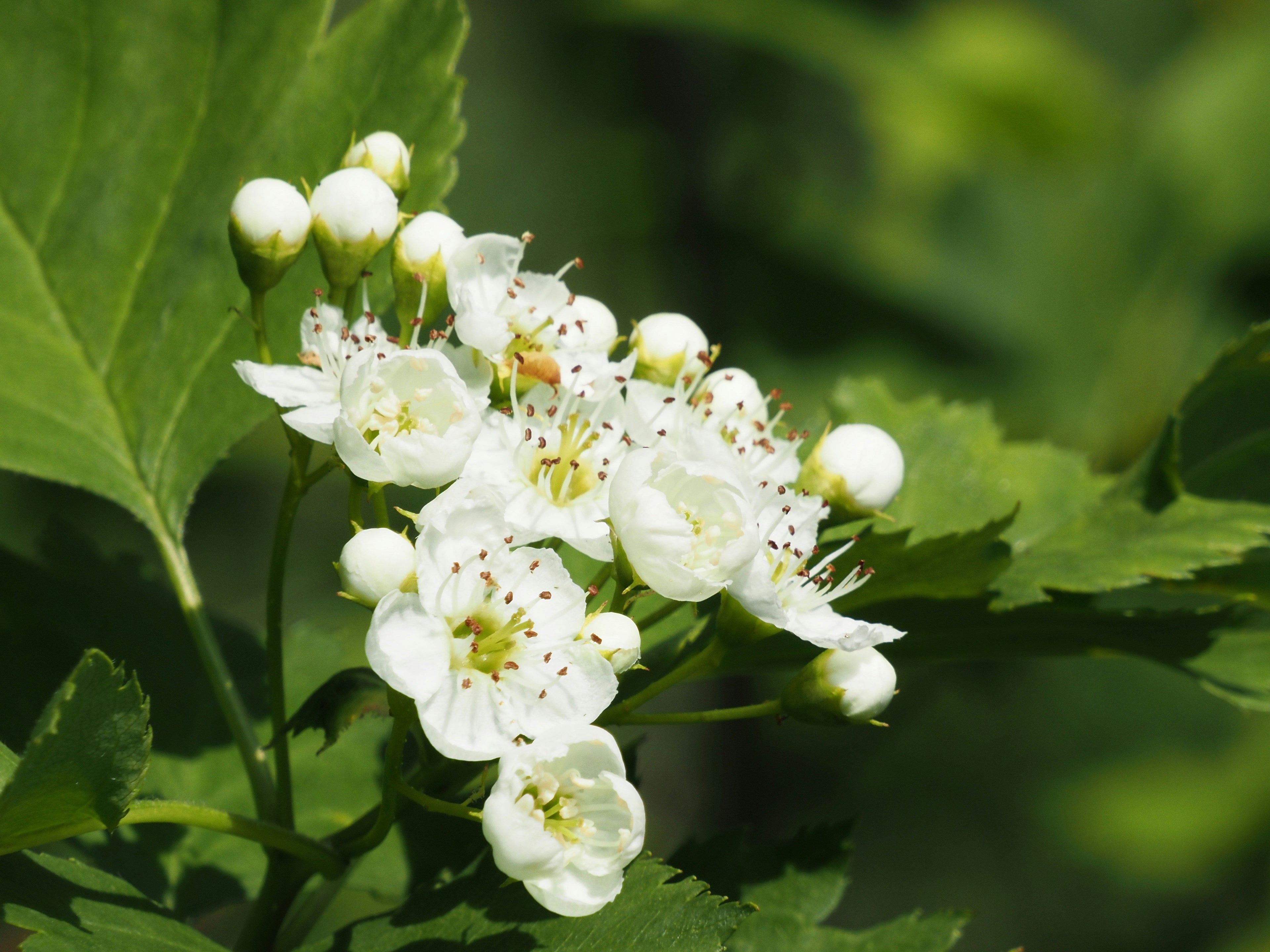 Spring Honey in Ireland: Flavours, Harvest Times & What Makes It Special
